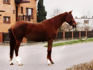 Klacz do hodowli z bardzo dobrym ujeżdżeniowym rodowodem ( Gribaldi / Scolari/