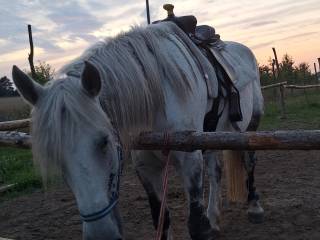 Sprzedaż/wymiana  Chwytająca za oko i serce klacz