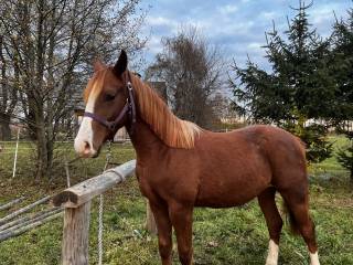 Sprzedam konia lub wymienię !