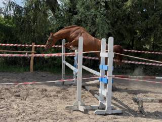 2,5 letni malowany kasztan na sprzedaż