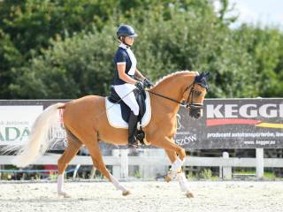 Sportowy Kuc 148 cm Ujezdzenie N klasa