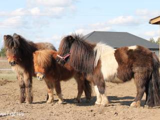 Klacz mini kuc szetlandzki IMNO 8 lat