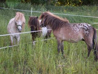 Ogierek appaloosa pełne pochodzenie tarantowaty 105 cm