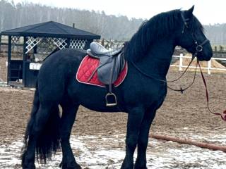 Fryz - zaprzęgany, przyjął siodło