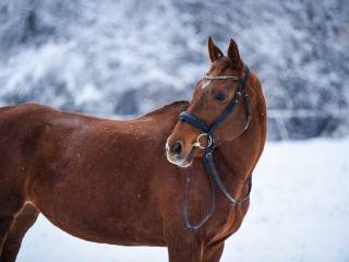 Klacz pełna krew angielska