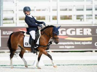 Piękny kuc walijski