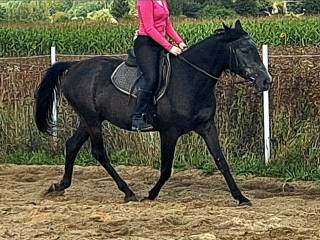 Niesamowity wałaszek do ambitnej jazdy