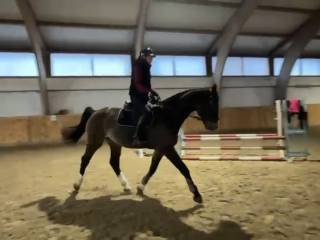 Lancelot szuka kochającego domu