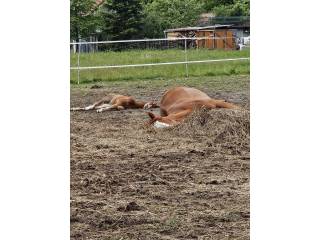 Wolny wybieg koło Grodziska Mazowieckiego
