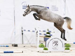 STANÓWKA 2026 ~ VERSUS VS Z (VERDI x CLINTON z rodziny QERLY CHIN!) ~ OGIER ZANGERSHEIDE ~ PZHK, AES, ZANGERSHEIDE!