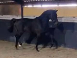 koń skokowy na sprzedaż