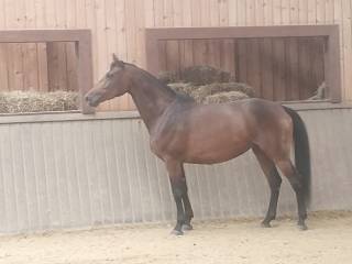 Sprzedam klacz małopolską