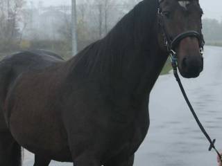 Wałach do kochania I rekreacji