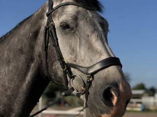 Współdzierżawa wałacha 5 lat