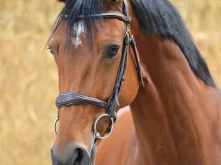 Przyszłościowa 7 latka, top rodowód, duży sport