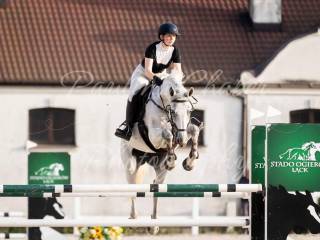 Sprzedam 9letnia klacz ze świetnym rodowodem