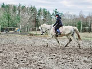 Siwa klacz w tereny, do rekreacji ,11 lat