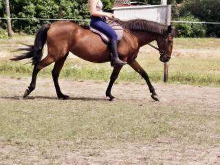 Gniada klacz Cruzado, 16 lat