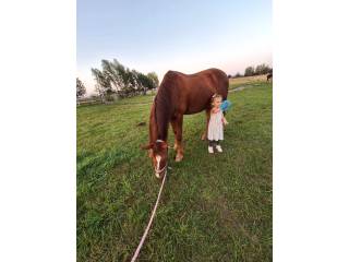 Wałach do kochania dla dziecka