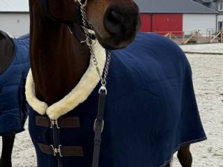 Sprzedam klacz po Berlin Bej