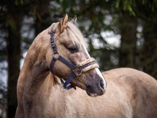 Sportowy 3,5-letni ogierek