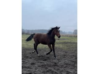 Klaczka z dobrym rodowodem