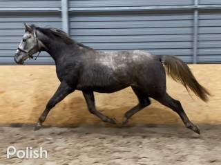 Wałach sport/ rekreacja