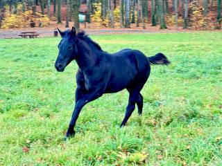 ELECTRIC BLACK MM, Ogier, bardzo dobre pochodzenie UR 6.05.2025R.