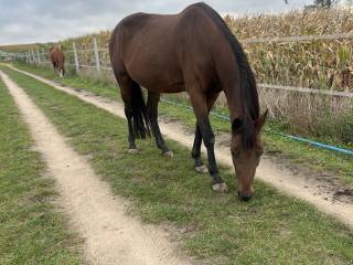 Klacz do rekreacji - możliwy transport
