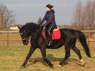 *** 7-letnia klacz śląska ***