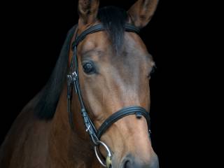 Na sprzedaż 10-letnia klacz