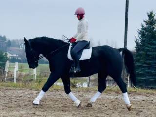 Piękny wysoki wałach śląski