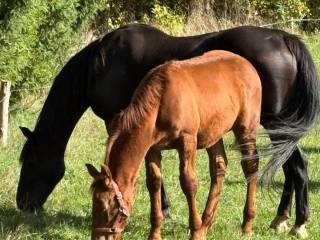 Półroczny ogierek po Renesansie