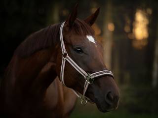 Pilnie sprzedam klacz pełnej krwi angielskiej