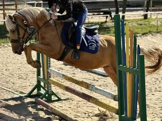 Kuc grupy D z certyfikatem wzrostu