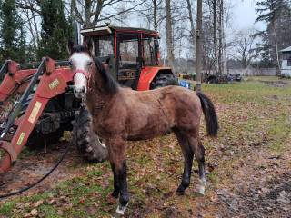 Sprzedam 6msc ogierka