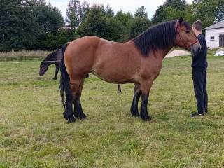 Klacz sokólska do jazdy w teren