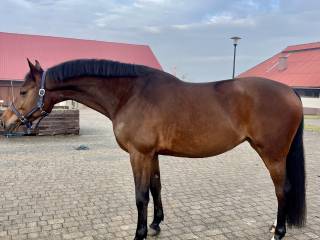 Śliczna klaczka do sportu