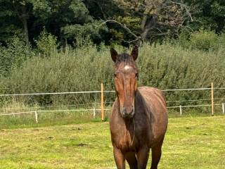 Piękny wałach na sprzedaż