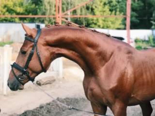 Sprzedam ogiera trakeńskiego