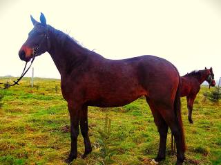 Klacz do hodowli, surogatka, embriontransfer