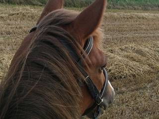 Klacz kasztanka 8 lat