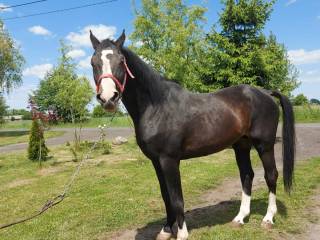 stanówka ogierem Santiago