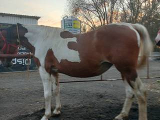 sprzedam klacz wielkopolską