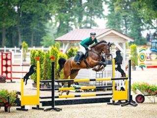 7-letni wałach do sportu