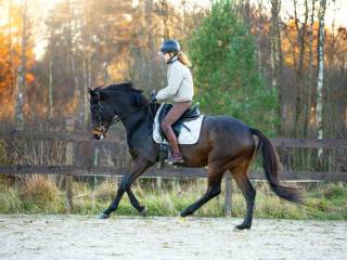 5cio letni wałach ujeżdżeniowy