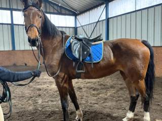 9cio letnia klacz KWPN