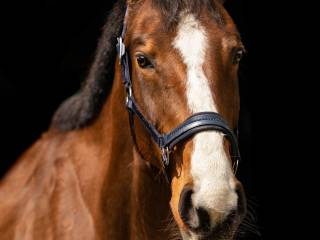 Sprzedam klacz SP - możliwa wymiana