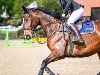 9 letnia klacz (Czynel x Landor) źrebna ogierem Django Z