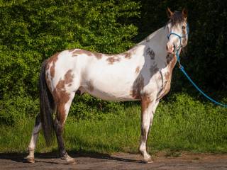 OGIER SPLASH (DRR KING OF SPLASH) rasy American Paint Horse